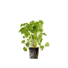 Curley Parsley - Click and Grow Plant Pods