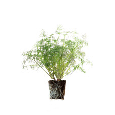 Dill - Click and Grow Plant Pods