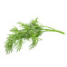 Dill - Click and Grow Plant Pods